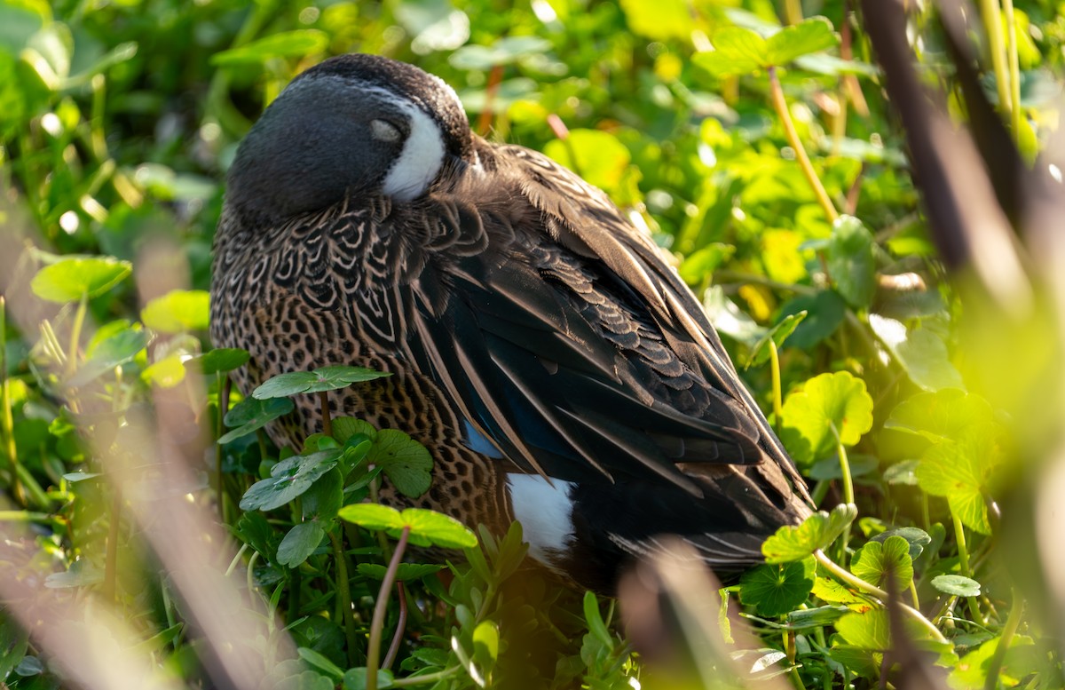 Zertzeta hegalurdina - ML647489977