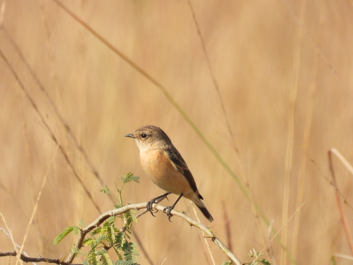 bramborníček sibiřský - ML647489999