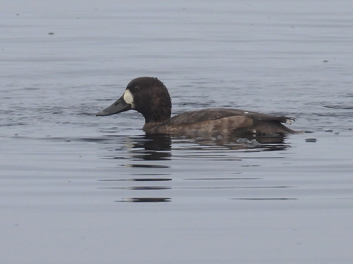 Морская чернеть - ML647490033