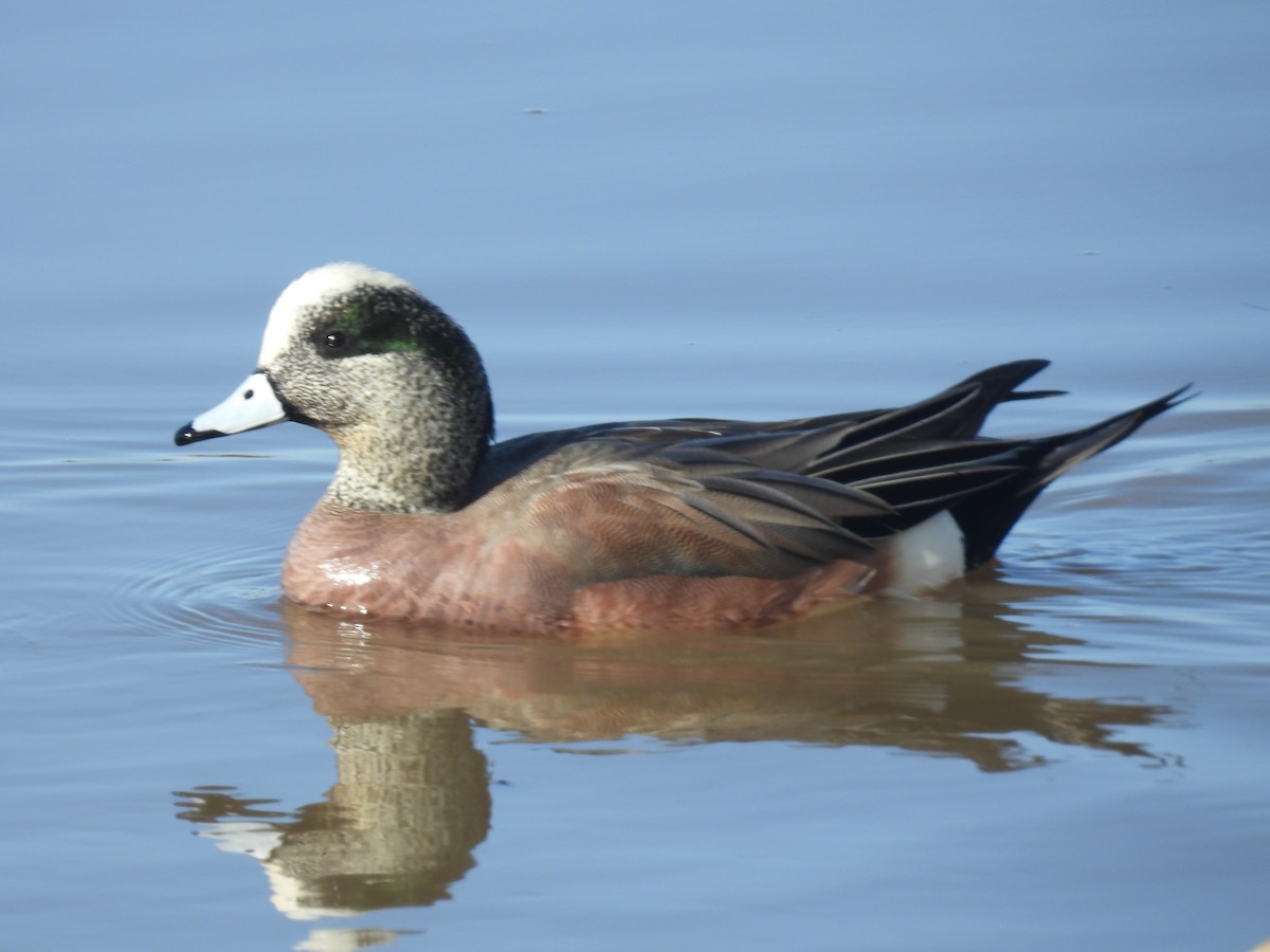 Свищ американський - ML647490037