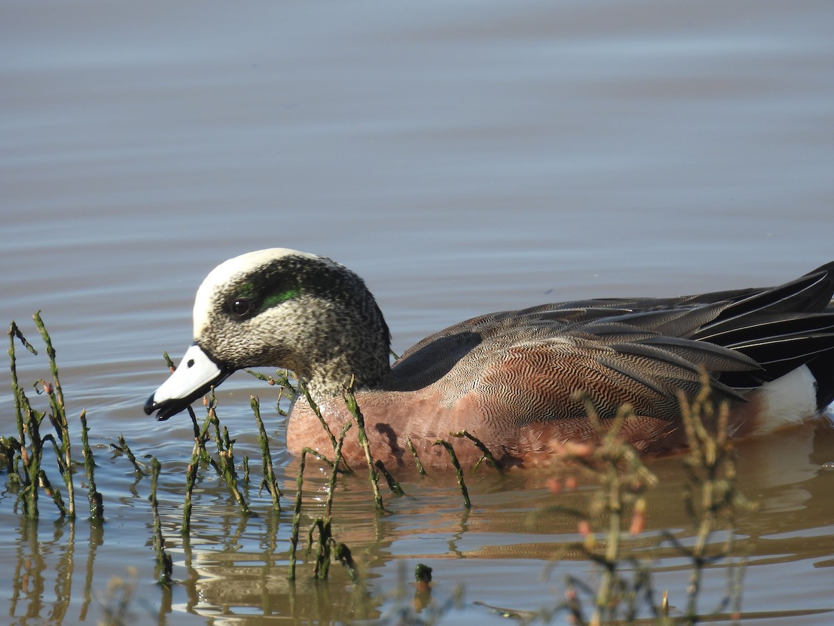 Свищ американський - ML647490038