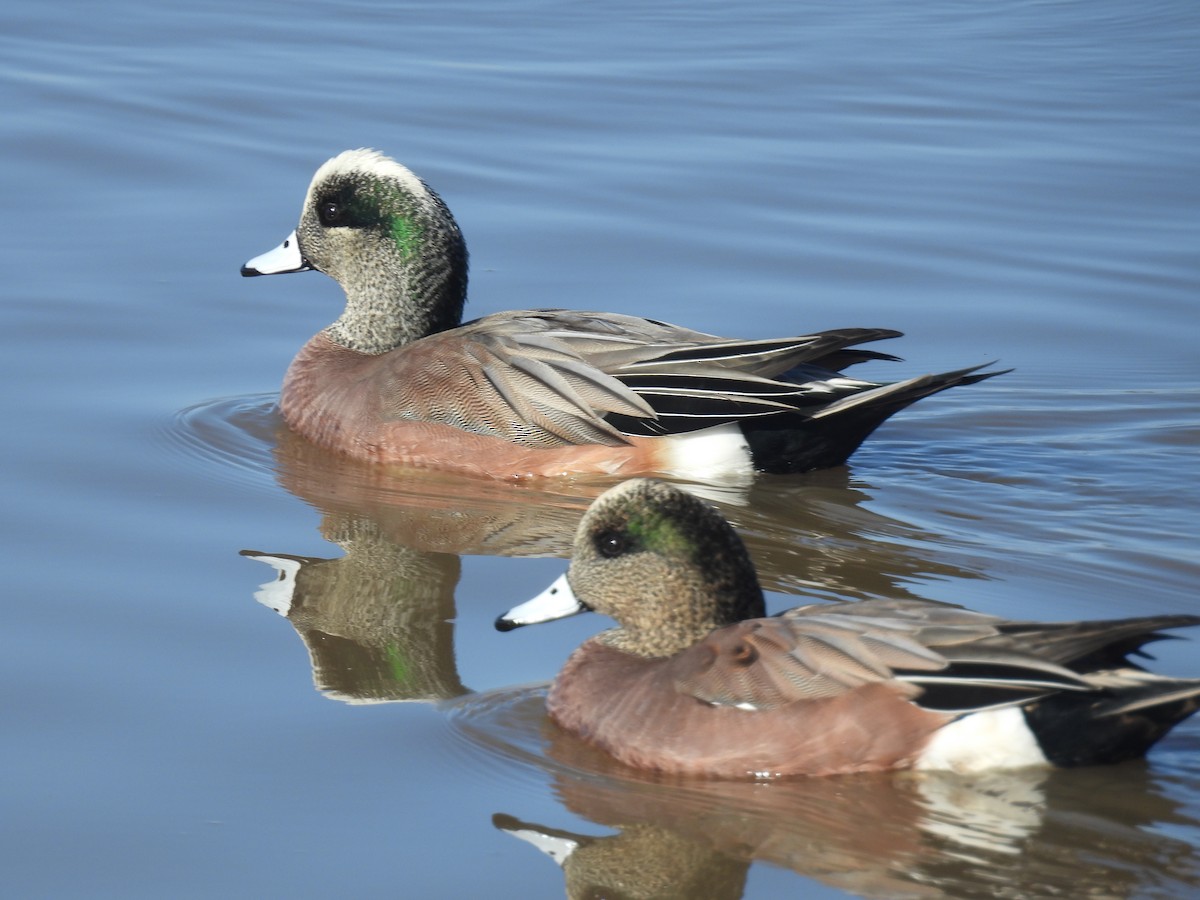 Свищ американський - ML647490039