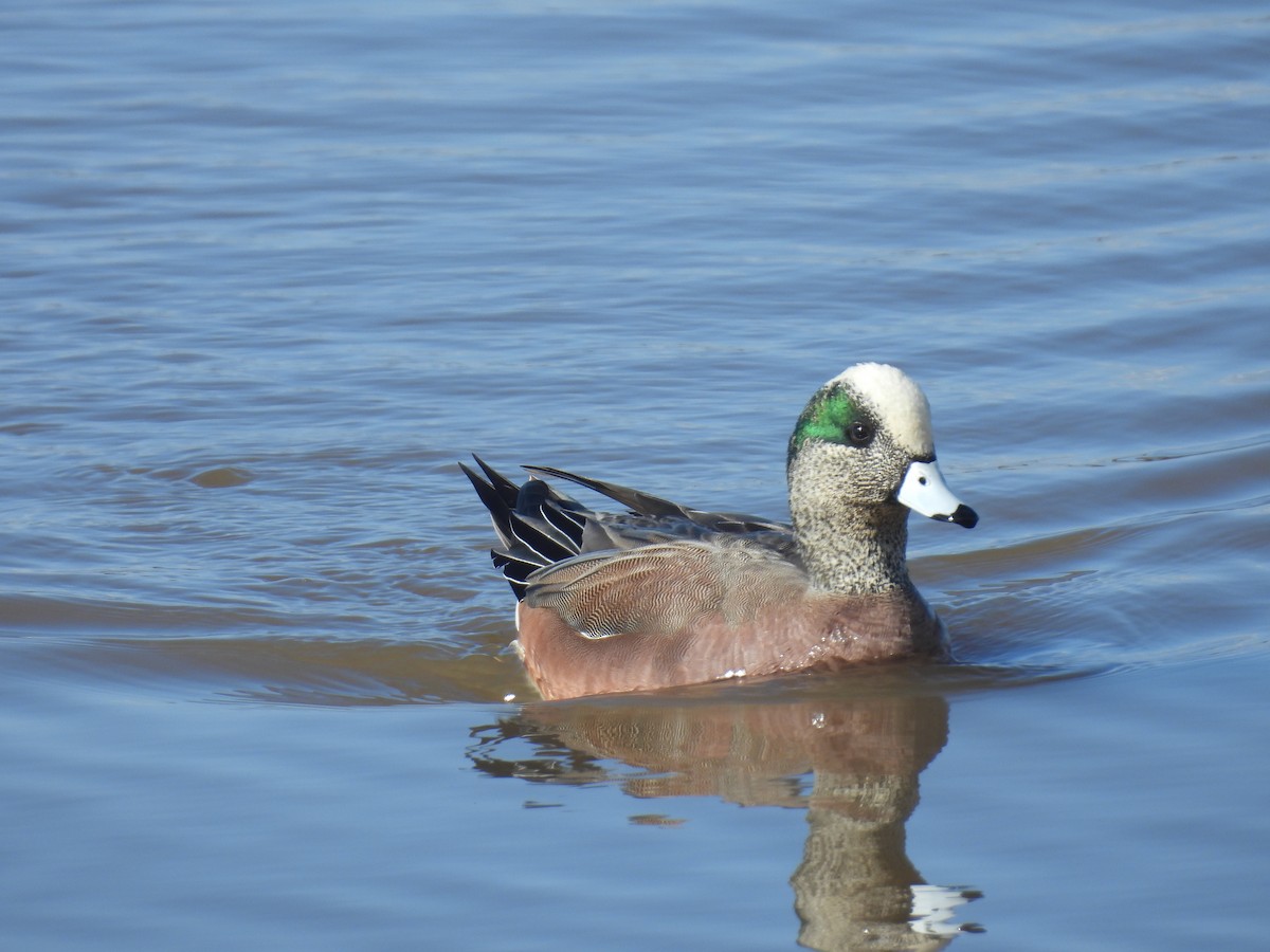 Свищ американський - ML647490040