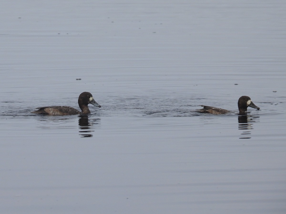 Морская чернеть - ML647490046