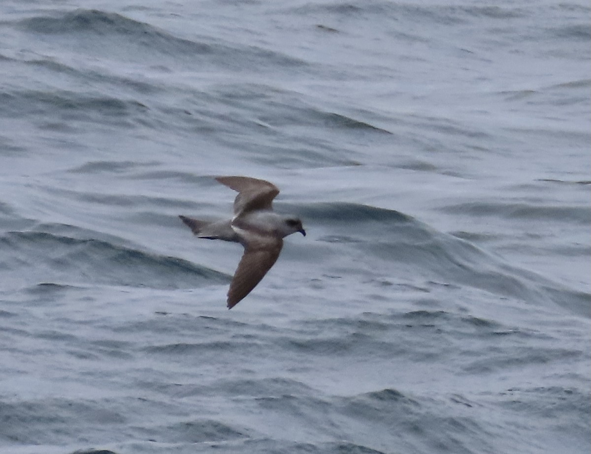 Fork-tailed Storm-Petrel - ML647490057