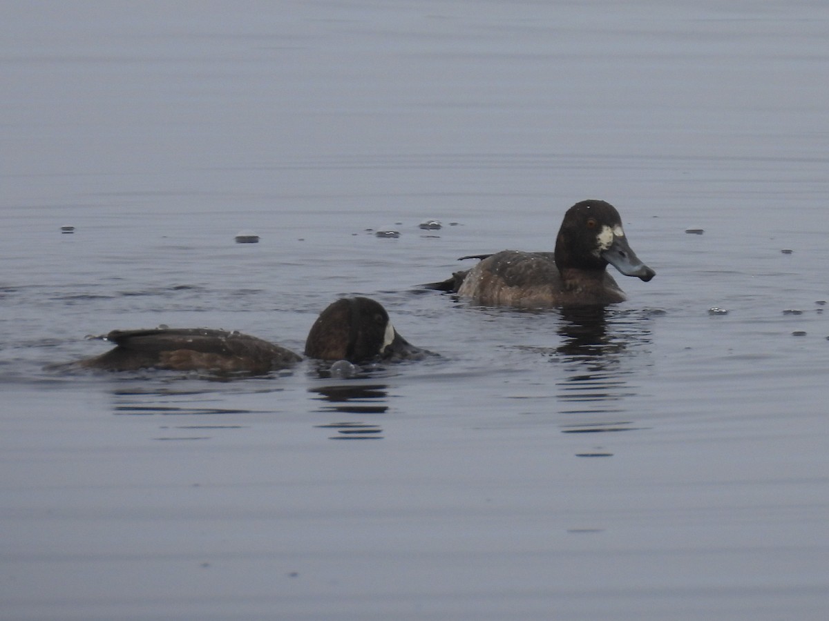 Морская чернеть - ML647490086