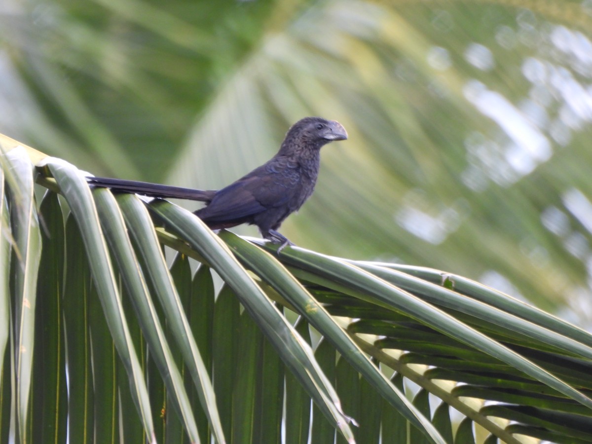 eBird Checklist - 24 Dec 2025 - Sumaria Trace - 25 species