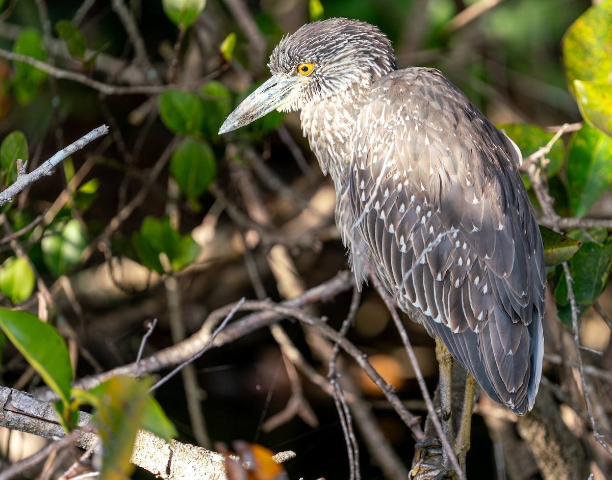 Yellow-crowned Night Heron - ML647490136