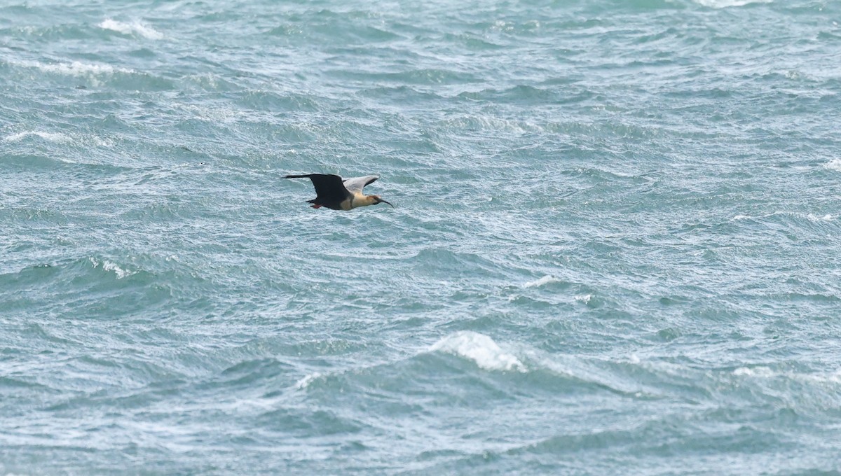 Bandurria Austral - ML647490143