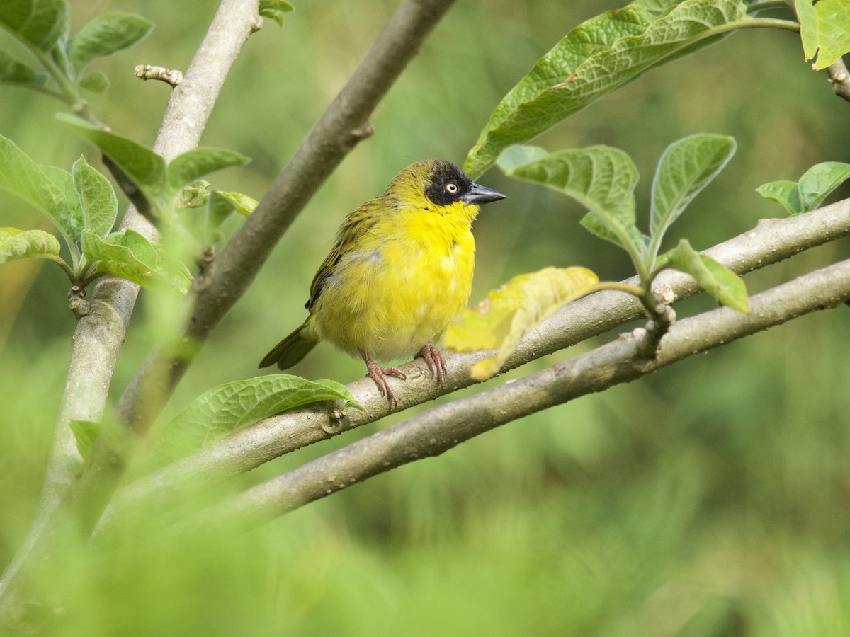 Tejedor Baglafecht - ML647490160