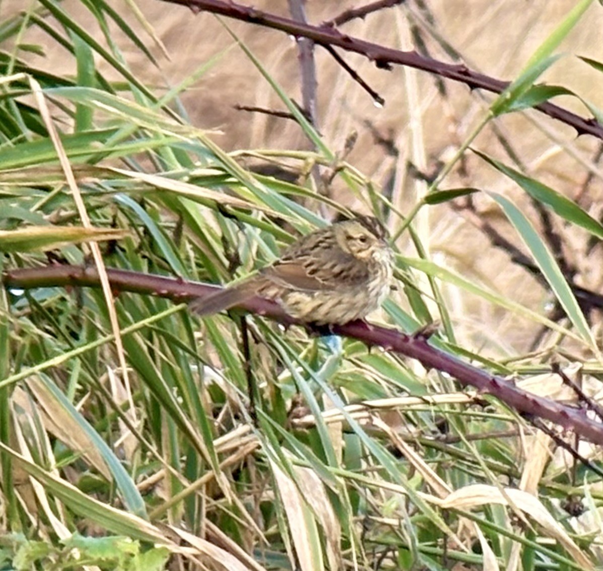 strnadec pruhohlavý - ML647490166