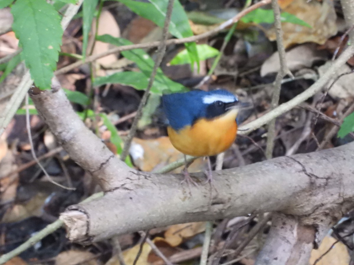 Indian Blue Robin - ML647490181
