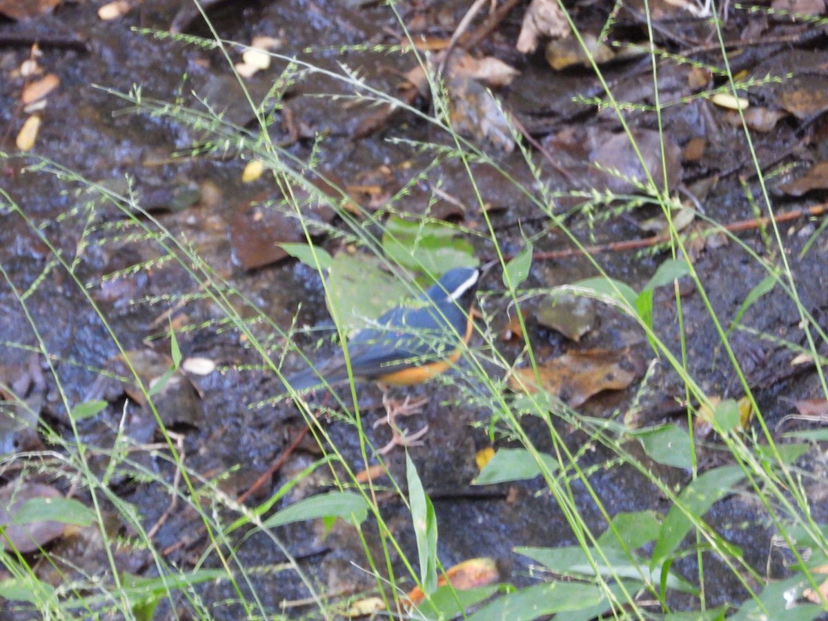 Indian Blue Robin - ML647490182