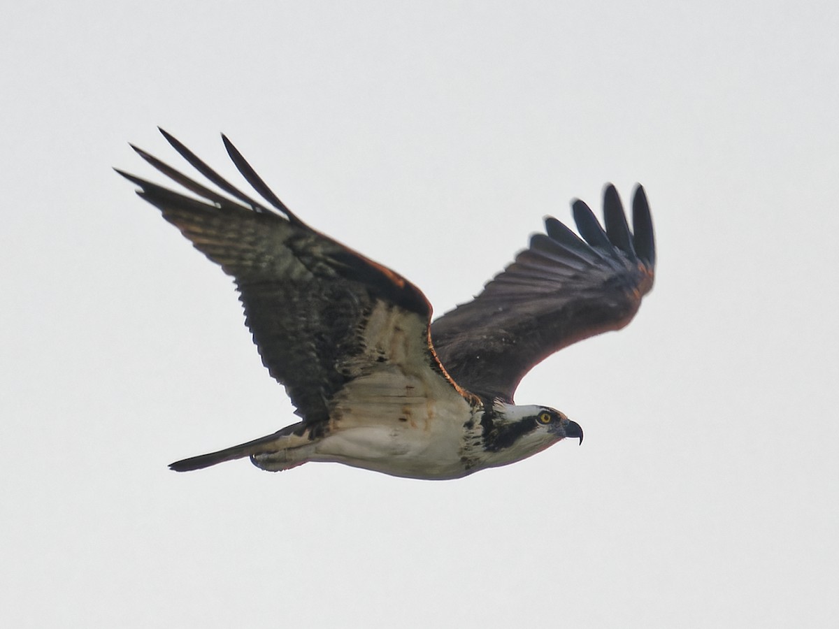 Скопа західна - ML647490185