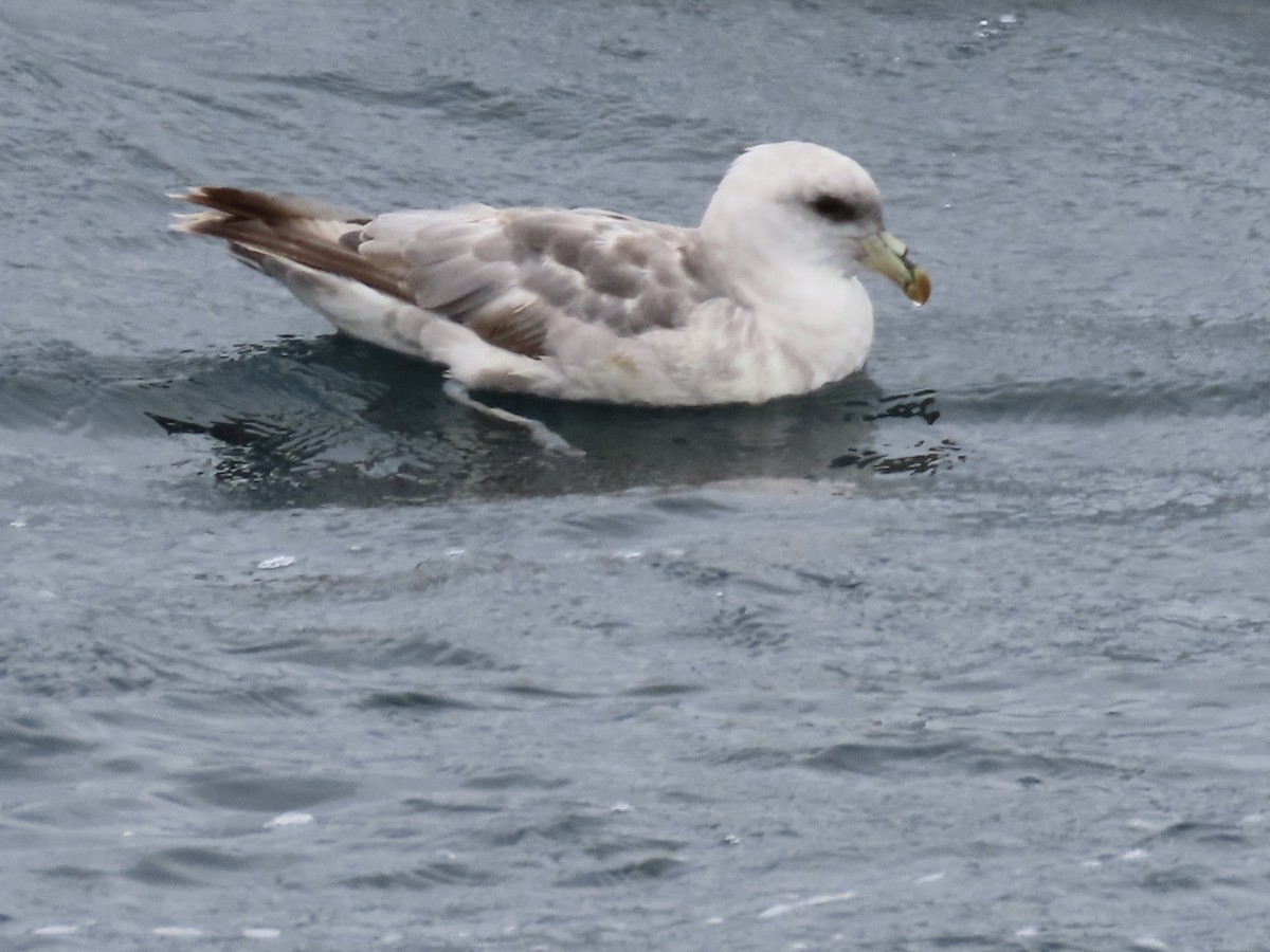 Northern Fulmar - ML647490188