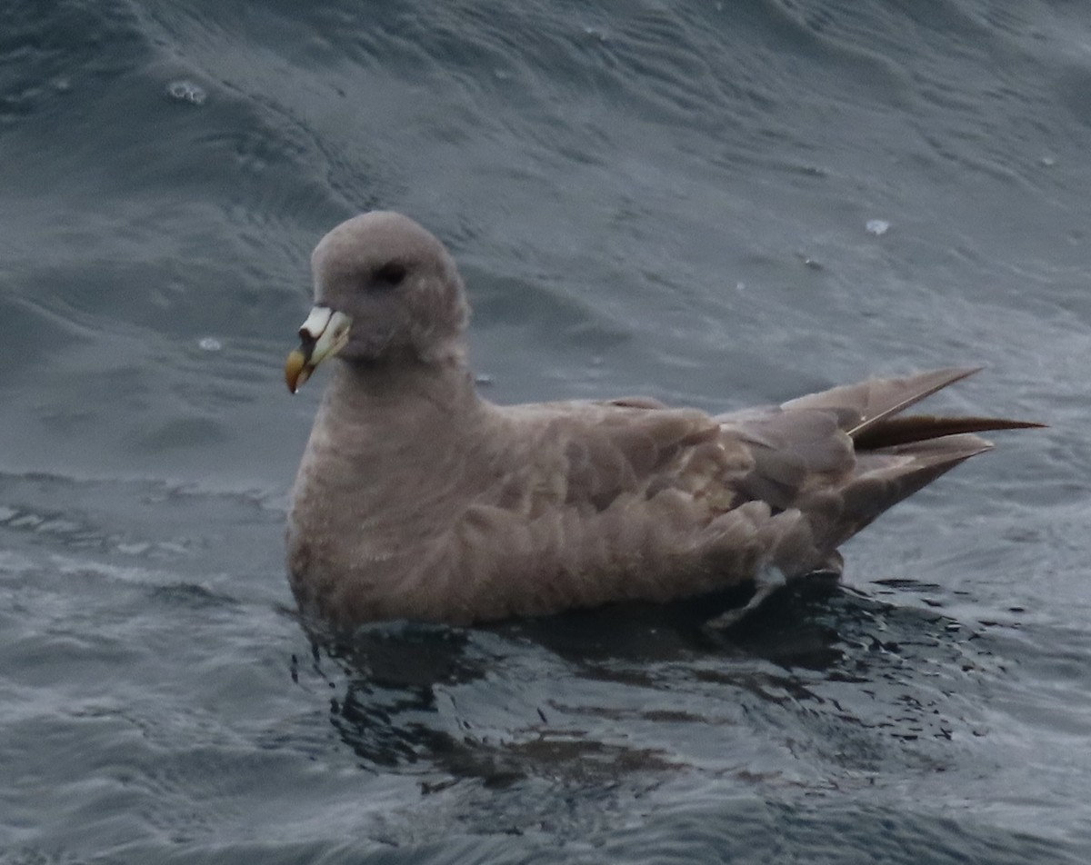Northern Fulmar - ML647490189