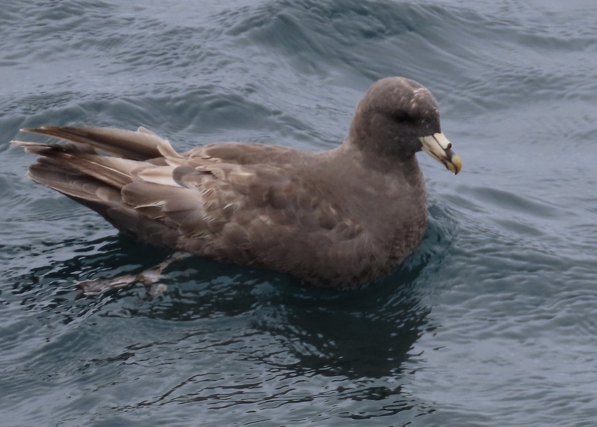 Northern Fulmar - ML647490190