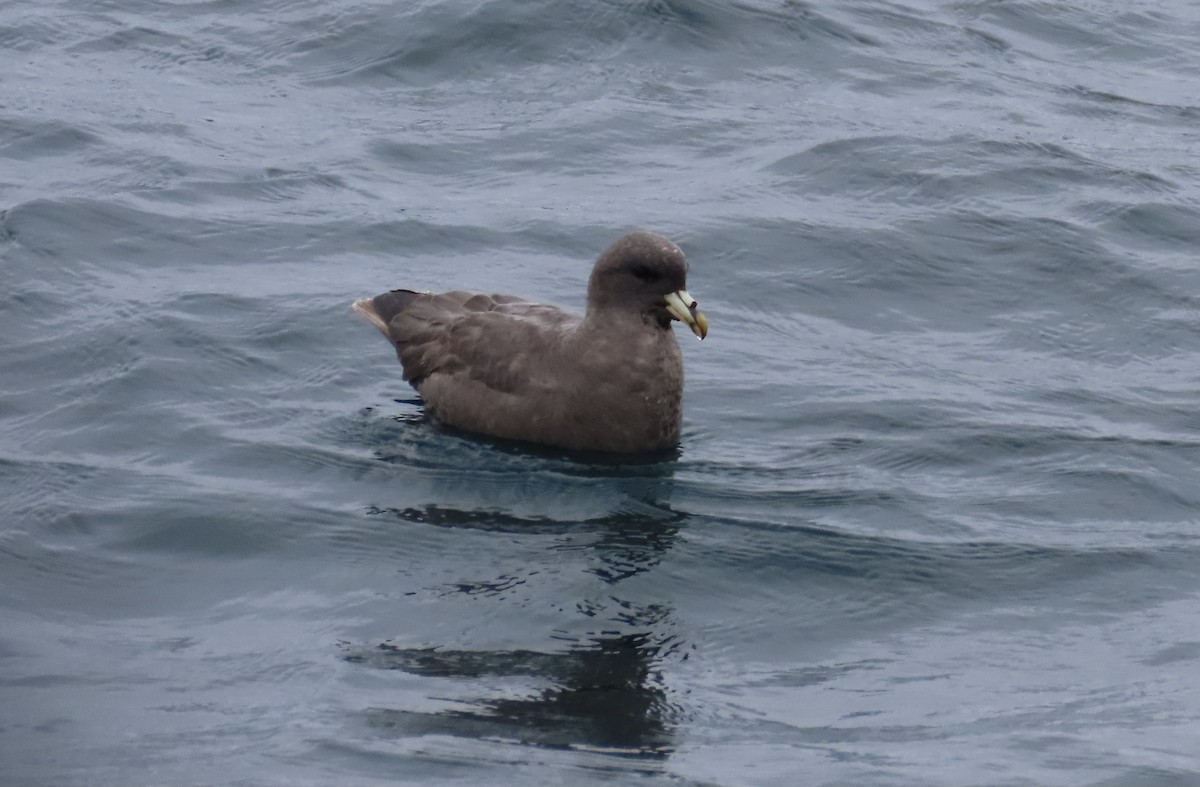 Northern Fulmar - ML647490191