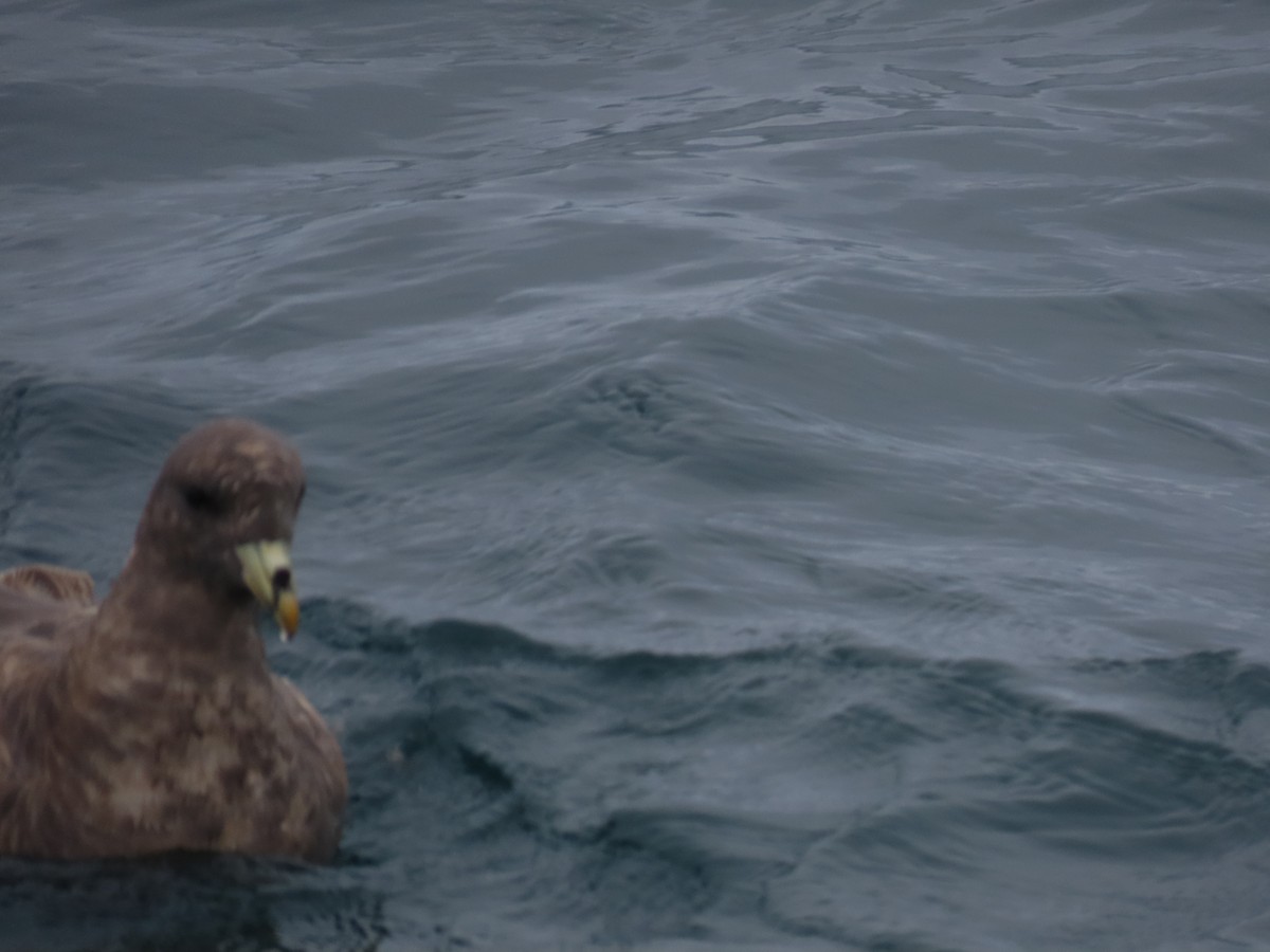 Northern Fulmar - ML647490192