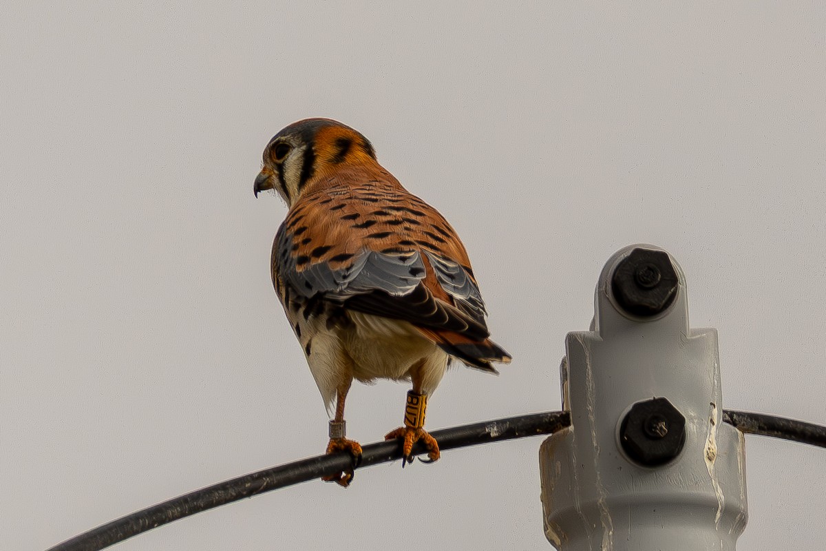 American Kestrel - ML647490196