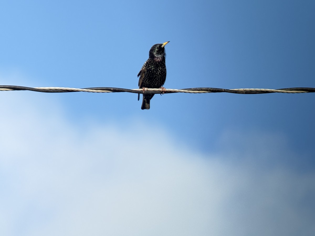 European Starling - ML647490229