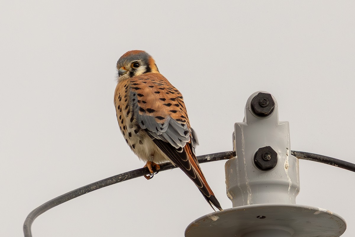 American Kestrel - ML647490232