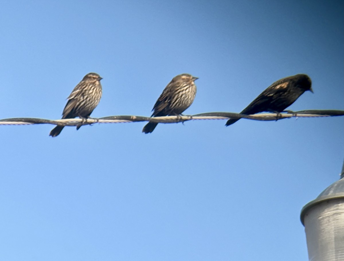 Red-winged Blackbird - ML647490238