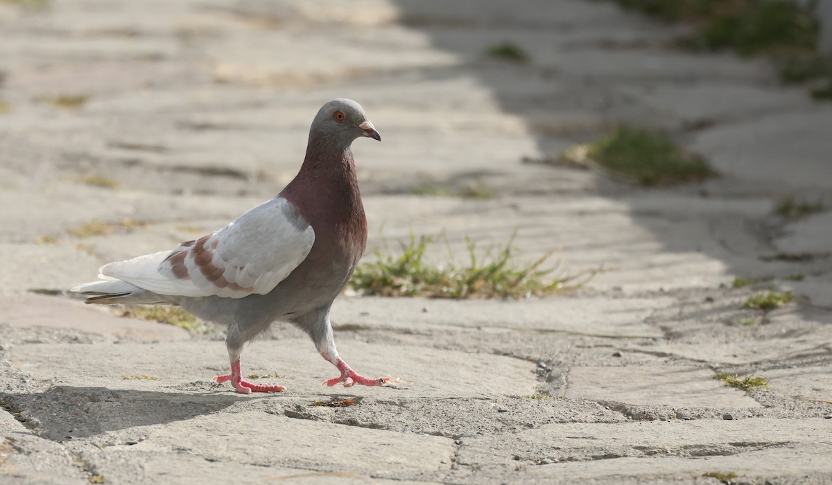 カワラバト（ドバト、家畜型） - ML647490244