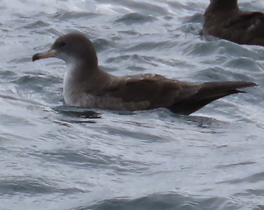 Pink-footed Shearwater - ML647490255
