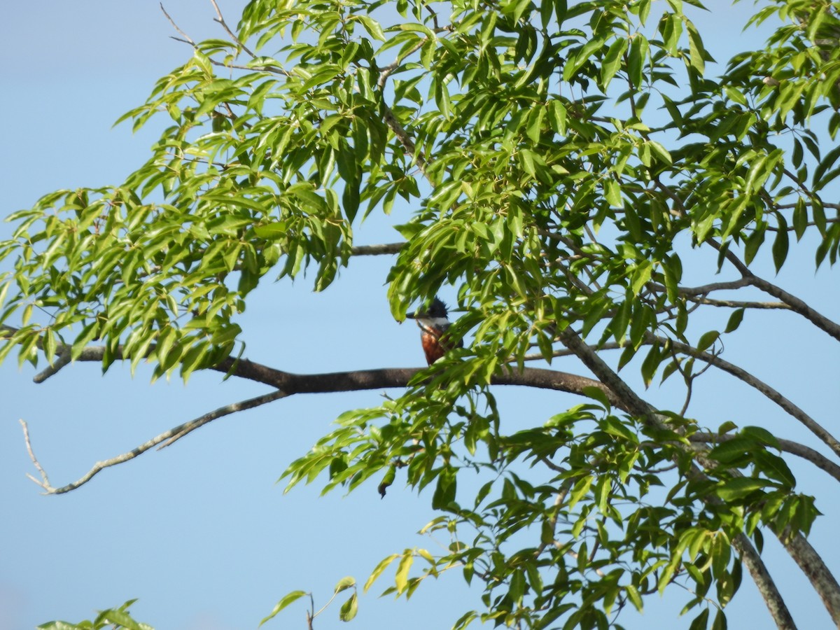 Ringed Kingfisher - ML647490258