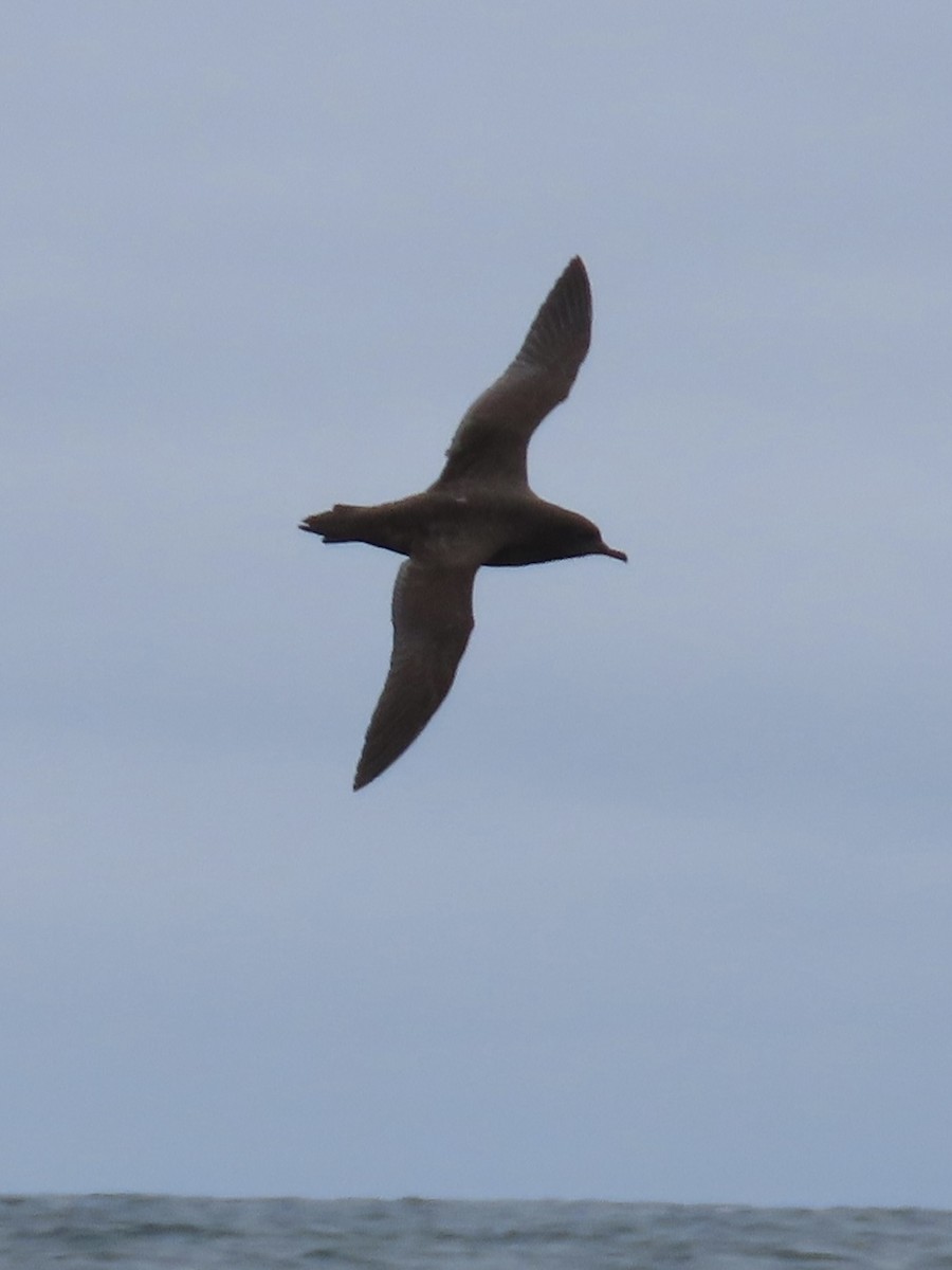 Sooty Shearwater - ML647490267
