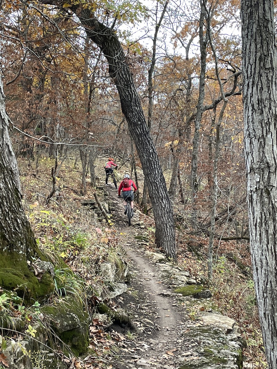 Sooty Shearwater - ML647490268