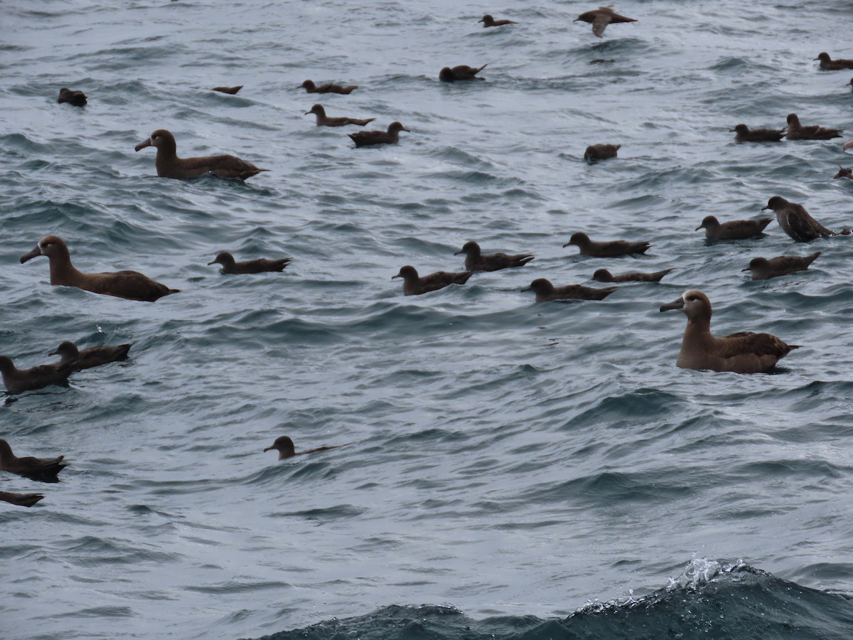 Sooty Shearwater - ML647490269