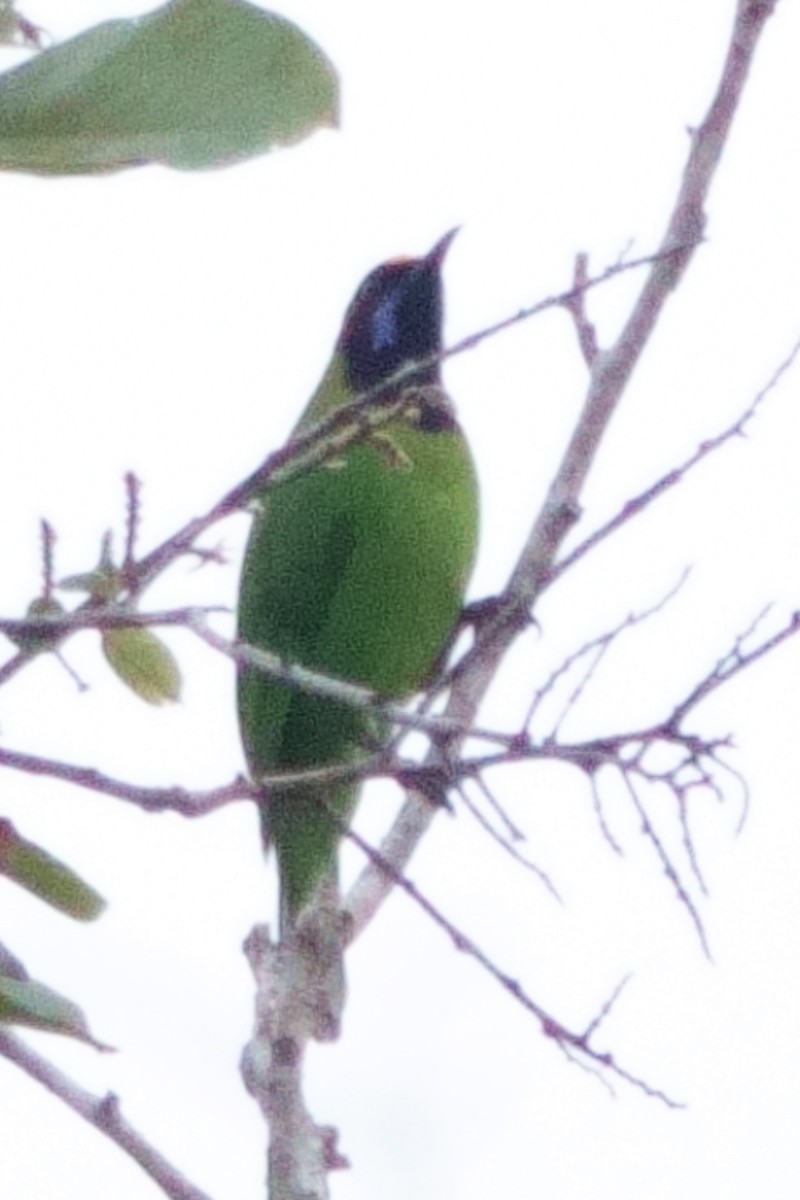 Golden-fronted Leafbird - ML647490270