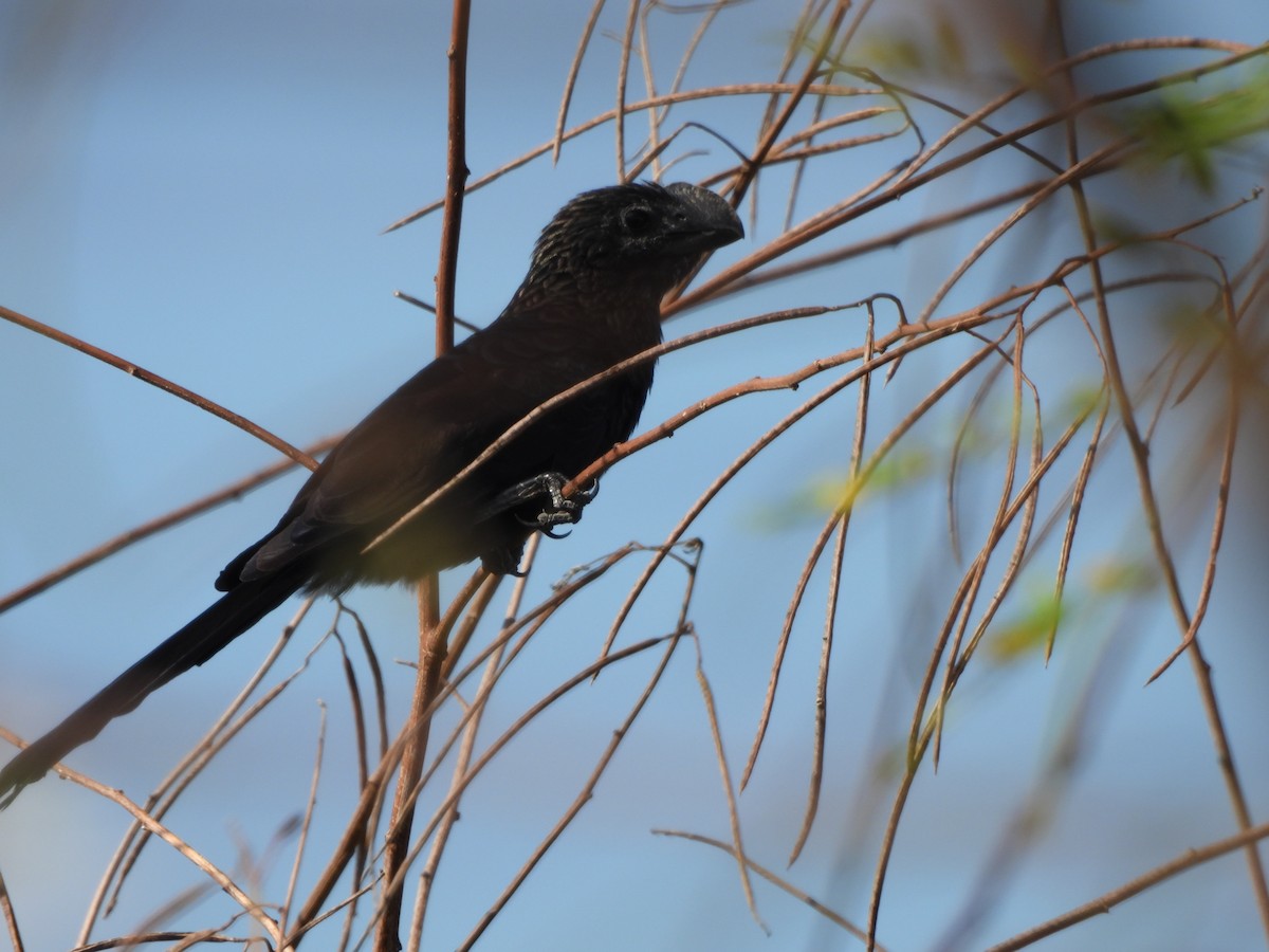 Smooth-billed Ani - ML647490271