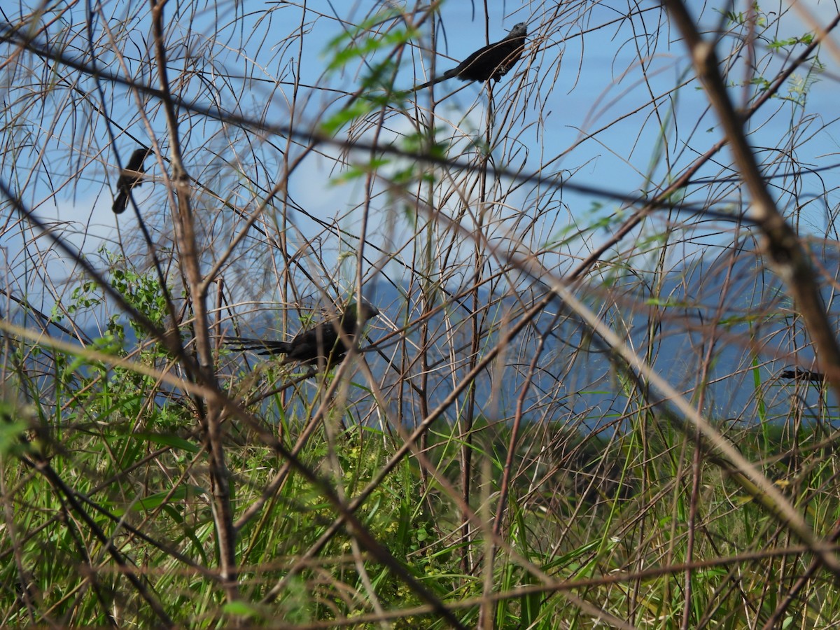 Smooth-billed Ani - ML647490272