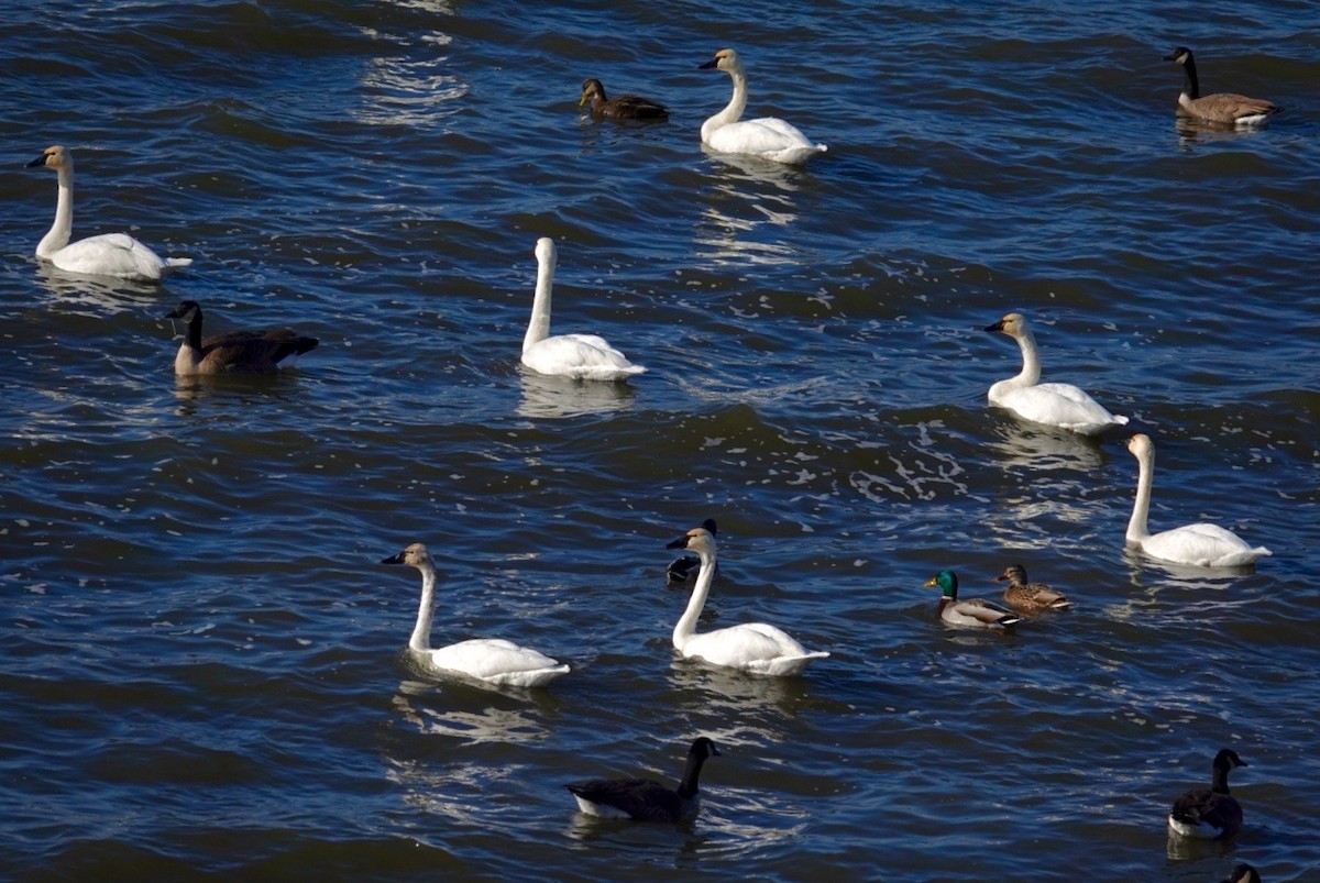 Tundra Swan - ML647490273