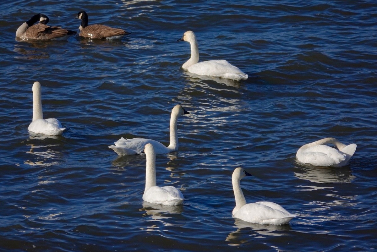 Tundra Swan - ML647490274