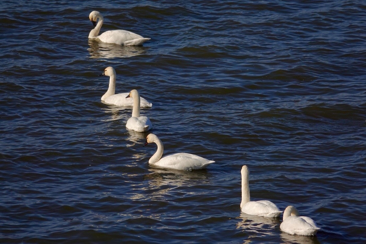 Tundra Swan - ML647490275
