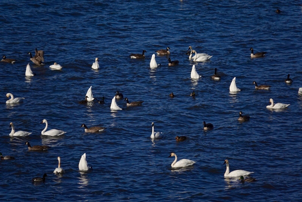 Tundra Swan - ML647490276
