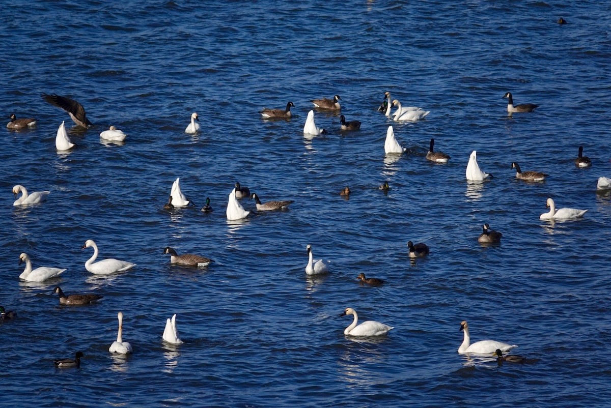 Tundra Swan - ML647490277