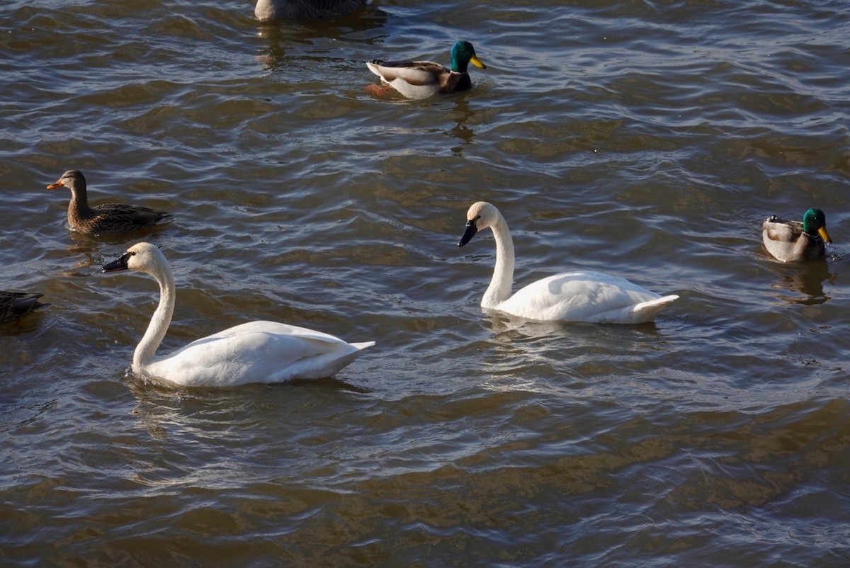 Tundra Swan - ML647490278