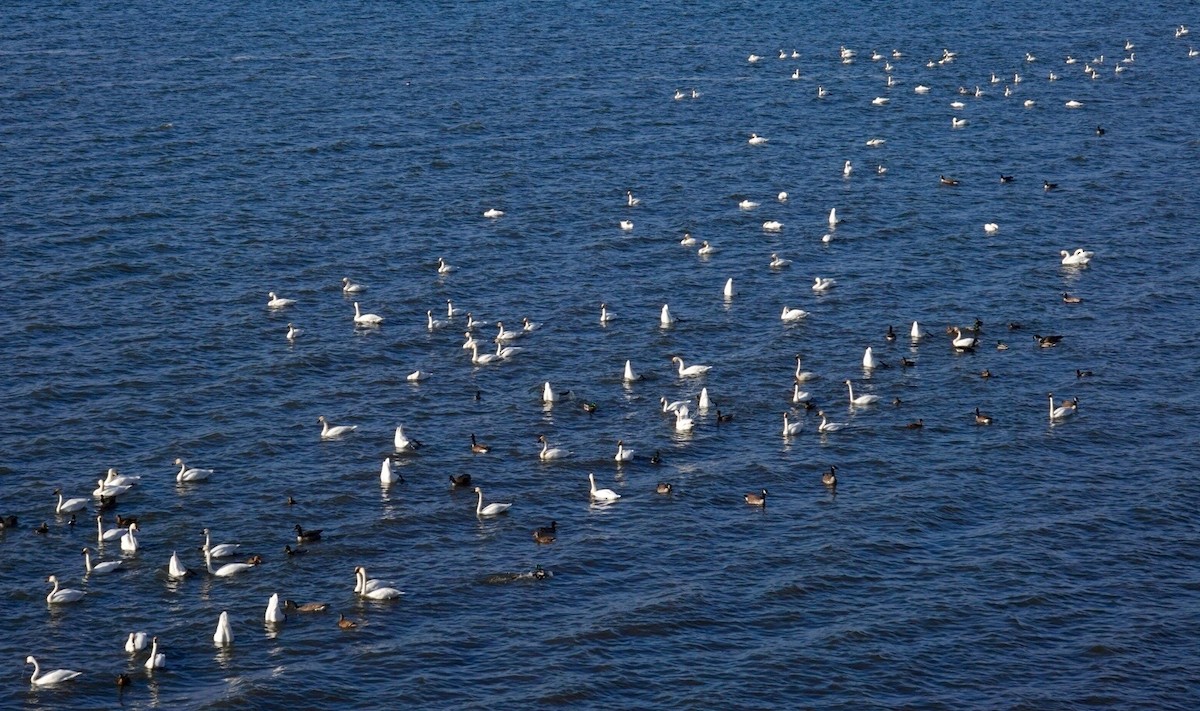 Tundra Swan - ML647490279