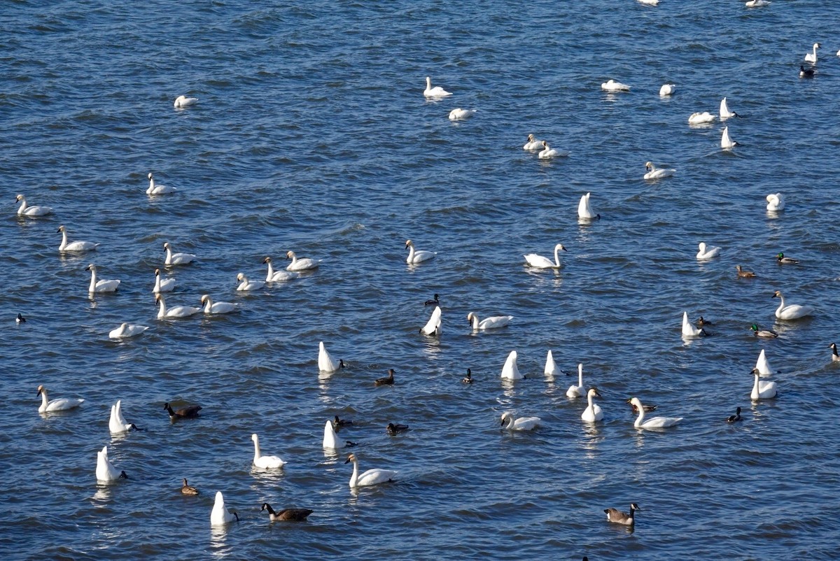 Tundra Swan - ML647490280