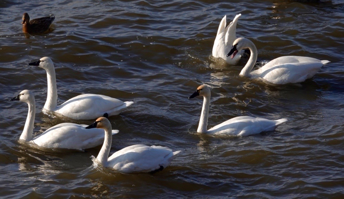 Tundra Swan - ML647490281