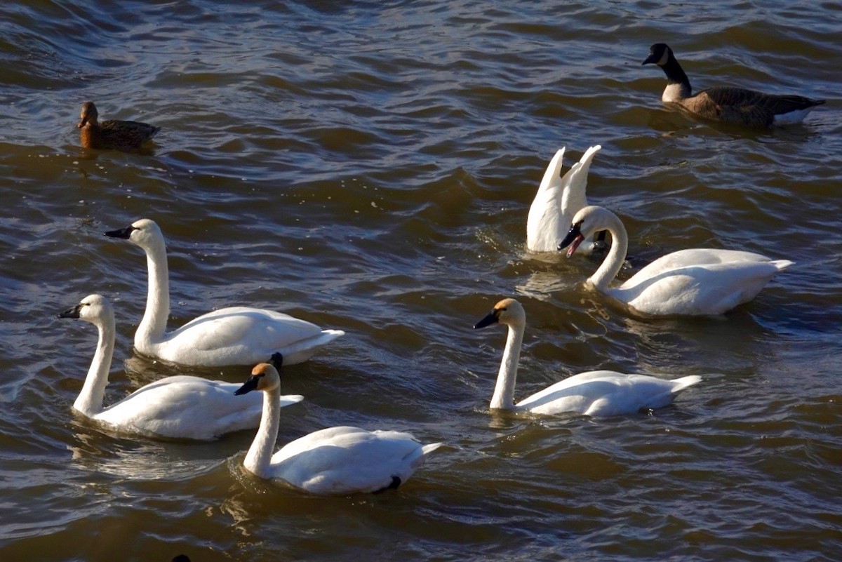 Tundra Swan - ML647490282