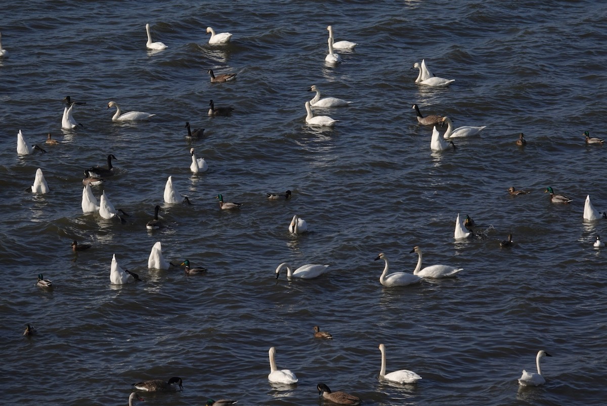 Tundra Swan - ML647490283
