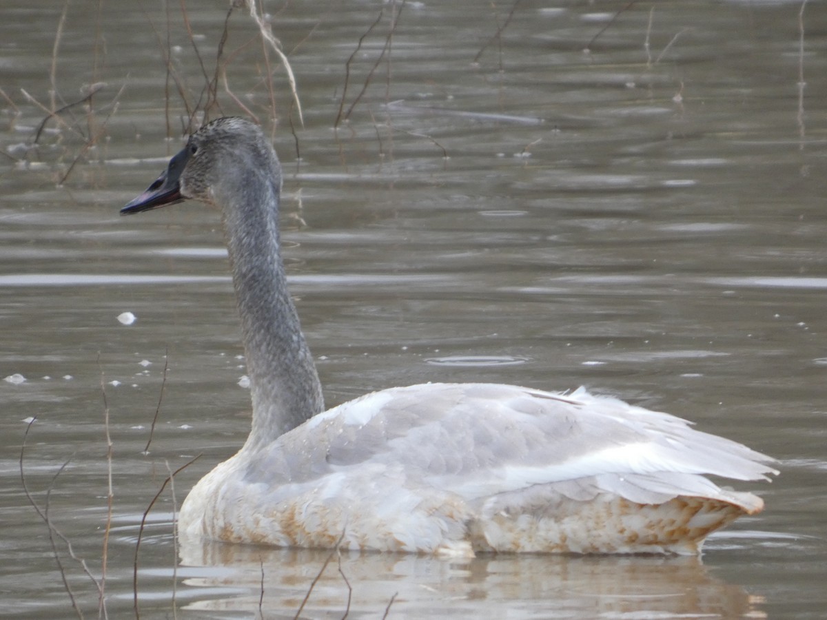 Trumpeter Swan - ML647490285