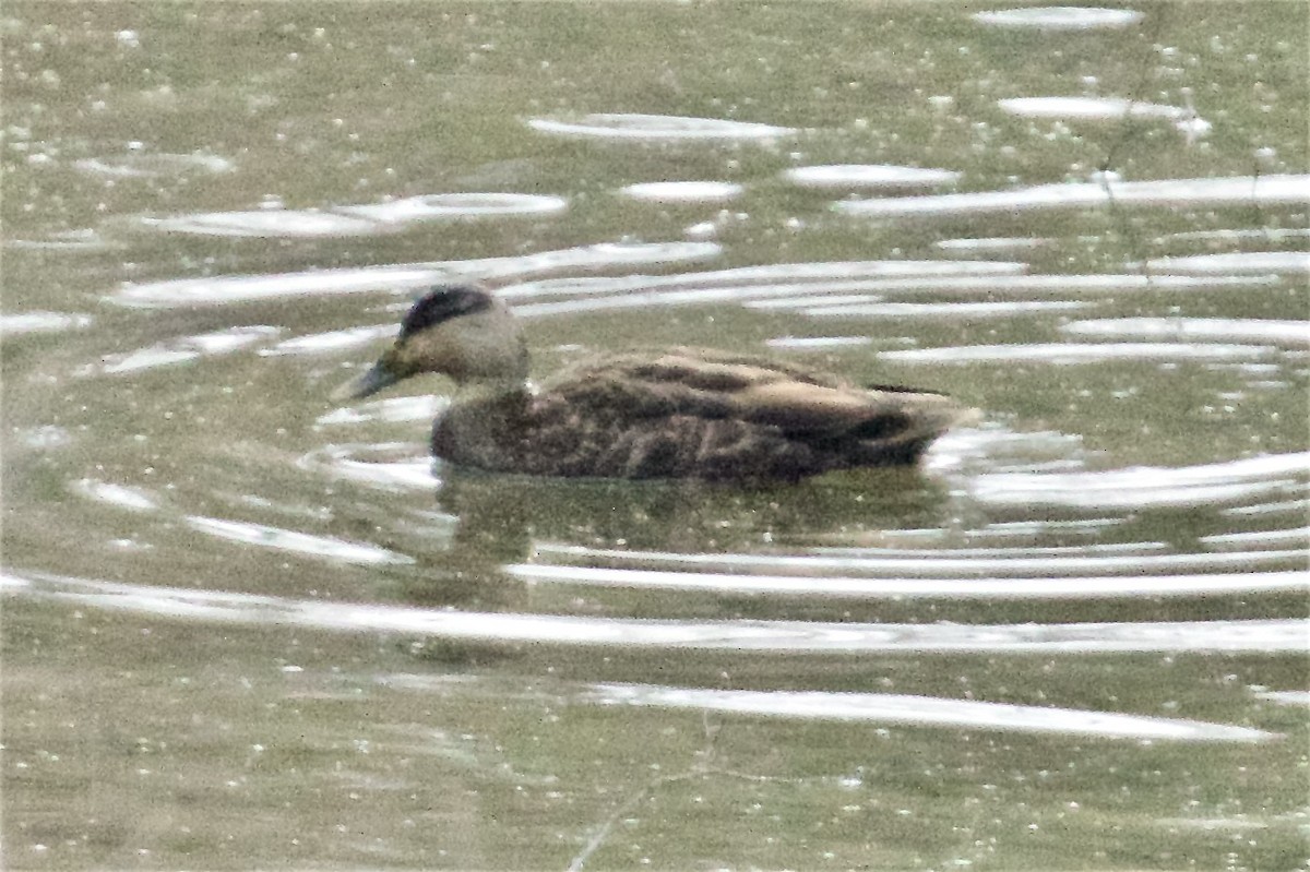 American Black Duck - ML647490286