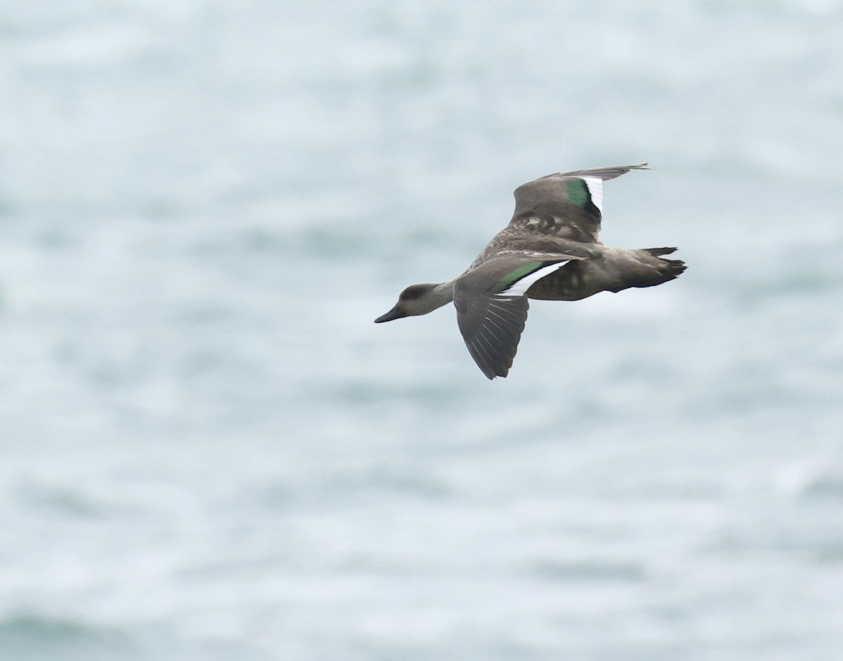 Crested Duck - ML647490287